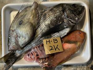 【1000円スタート】【和歌山産】　魚セット　冷凍　H・B
