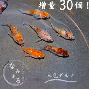 [めだかの卵専門店　なみまる]三色ダルマ 有精卵 30個　複数落札特典あり！