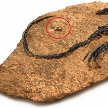 訳あり 置物 恐竜の化石 ミニチュア レプリカ アートなオブジェ (Bタイプ)_画像2