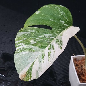 2 Special class . entering stock! departure root ending! finest quality!. entering monstera white Tiger ultimate . entering half moon ...