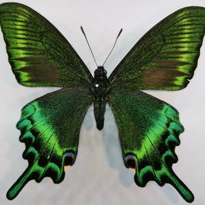 蝶 標本 ミヤマカラスアゲハ  長野県北部 野外品 6の画像1