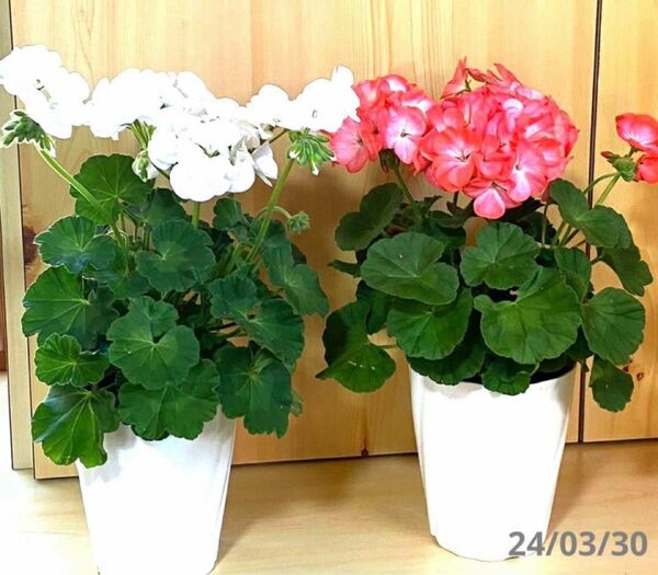 【新入荷】ゼラニウム　ピンク　花　花苗　鉢植え　匿名速達発送