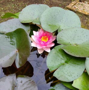 耐寒性（温帯）睡蓮の根茎　10ｃｍ