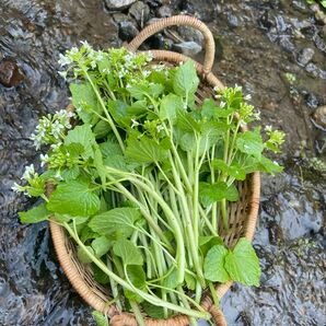 花わさび　250g