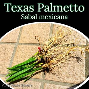  скумбиря ru*mekisi Carna вытащенный рассада ×3[ выдерживающий холод . cocos nucifera ]Sabal mexicana