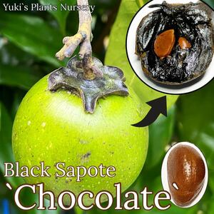 Выбранная черная сапоте свежее сеп [сорт: шоколад] Black Sapote 'Chocolate' Diospyros nigra
