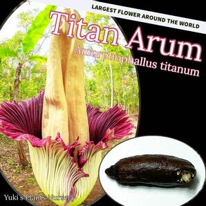 【世界最大の花】ショクダイオオコンニャク 発根種子×1/Amorphophallus titanumの画像1