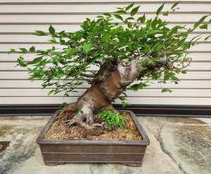  large goods bonsai mountain ..keyaki height of tree 46 centimeter plant . tree kind plant plant potted plant zelkova direct transactions (pick up) possibility 