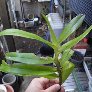 YFK2 洋蘭 Staurochilus ionosma. Philippines.の画像2