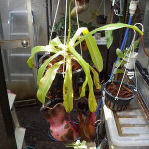 YFK2 食虫植物 Nepenthes ventricosa. Quezon, Luzon, Philippines.-2の画像4