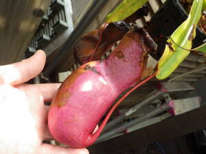 YFK2 食虫植物　Nepenthes ventricosa. Quezon, Luzon, Philippines.-2