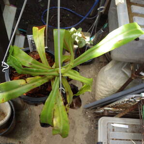 YFK2 食虫植物 Nepenthes ventricosa. Quezon, Luzon, Philippines.-2の画像7