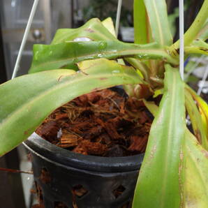 YFK2 食虫植物 Nepenthes ventricosa. Quezon, Luzon, Philippines.-2の画像9