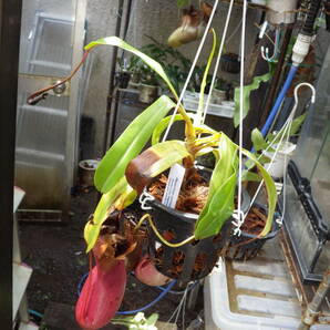 YFK2 食虫植物 Nepenthes ventricosa. Quezon, Luzon, Philippines.-2の画像5