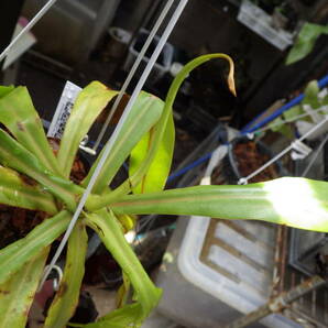 YFK2 食虫植物 Nepenthes ventricosa. Quezon, Luzon, Philippines.-2の画像6
