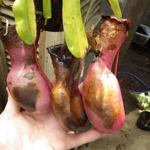 YFK2 食虫植物 Nepenthes ventricosa. Quezon, Luzon, Philippines.-2の画像3