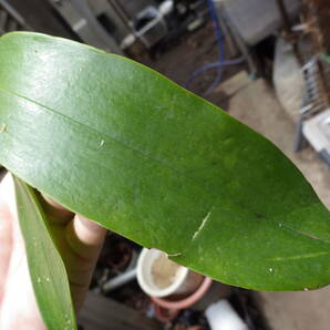 YFK2 洋蘭 Phalaenopsis amabilis. Palawan, Philippines.の画像5