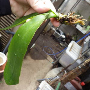 YFK2 洋蘭 Phalaenopsis amabilis. Palawan, Philippines.の画像3