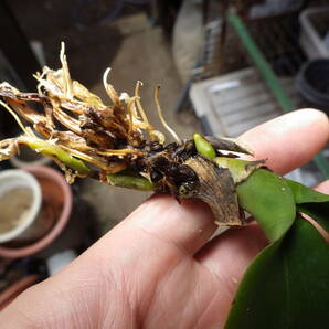 YFK2 洋蘭 Phalaenopsis amabilis. Palawan, Philippines.の画像7