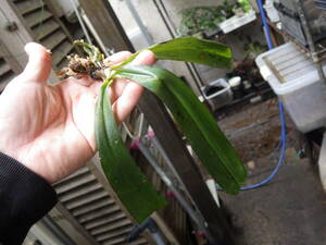 YFK2 洋蘭　Phalaenopsis mariae. Mindanao, Philippines.