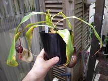 YFK2 食虫植物　Nepenthes ventricosa. Quezon, Luzon, Philippines.GW-2_画像1