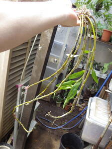 YFK2 洋蘭　Dendrobium rhombeum. Philippines.