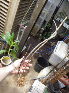 YFK2 洋蘭　Dendrobium bullenianum. Philippines.