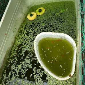 青水グリーンウォーター 600m 種水 飼育水 稚魚の餌 の画像3