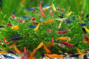 5 month 2 day shipping limitation (pick up) Cherry shrimp assortment 10 pcs # red fire -#uru trouble -# bell bed blue # yellow # orange # ultimate fire .