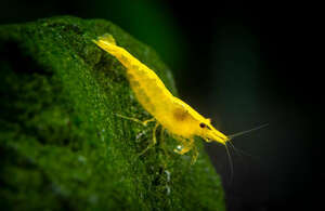  Ultra Gold Cherry shrimp 20 pcs .. line. exist individual . sending - ( yellow Cherry shrimp orange Cherry shrimp )