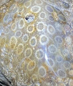 インドネシア　ジャワ島産超巨石天然フォシルコーラル原石1731g［珊瑚の化石］激レア石^ ^