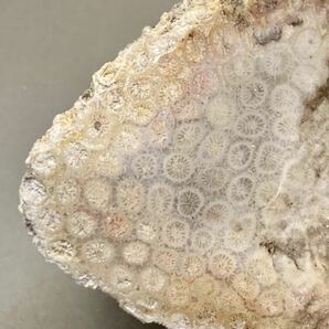 インドネシア ジャワ島産天然フォシルコーラル原石934g［珊瑚の化石］激レア石^ ^の画像2