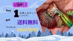 【吉Aqua】レッドドラゴン グッピー 熱帯魚 1ペア Buy 1お楽しみセット(2ペア)→送料無料 関東当日便対応中 ★死着補償有