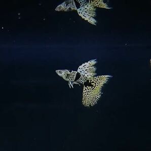 【吉Aqua】イェロータイガー キングコブラ リボン シャークフィン グッピー 熱帯魚 1ペア ★死着補償制度有の画像3