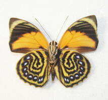 蝶 標本 アグリアス・ペリクレス・マウエンシス　A♂ 開長６６ｍｍ ブラジル産 　NO12_画像2