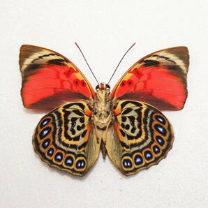 蝶 標本 アグリアス・クラウディナ・サルダナパルス A♂ ブラジル産 開長７０ｍｍ ＮＯ８の画像2