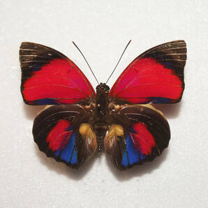 蝶 標本 アグリアス・クラウディナ・サルダナパルス A♂ ブラジル産 開長７０ｍｍ ＮＯ８の画像1