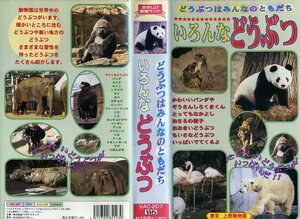 即決〈同梱歓迎〉VHS 楽しい動物ランド いろんなどうぶつ 東京上野動物園 パンダ ゴリラ キリン ゾウ トラ ビデオ◎その他多数出品中∞M72