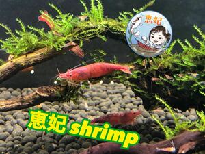  red mi Nami freshwater prawn super red . shrimp 20 pcs +a water plants breeding biotope 2 sticker 