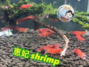  red mi Nami freshwater prawn . shrimp 20 pcs +α water plants me Dakar breeding biotope red aquarium prompt decision successful bid service have 5