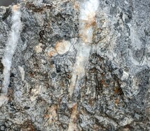 岐阜県金生山化石　フズリナ　サンゴ　不明の黒い小構造体_画像5