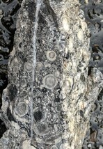岐阜県金生山化石　２個セット　フズリナ　サンゴその他密集化石_画像8