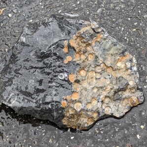 金生山の化石 フズリナ サンゴ 風化面付きの画像4