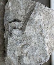 岐阜県金生山化石　２個セット　フズリナ　サンゴその他密集化石_画像5