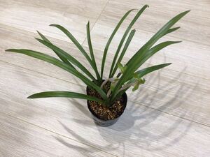 ●現品● 春蘭 ●鉢植え・庭植え　①