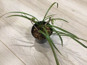 ●現品● 春蘭 ●鉢植え・庭植え　②