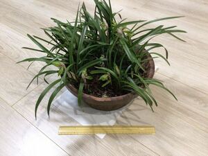 ●大株●現品● 春蘭 ●鉢植え・庭植え　②