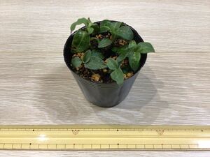 ●現品● ミヤマウズラ ●鉢植え・庭植え　①