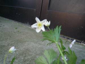 ■山野草■二輪草■１０根■鉢・庭植え・ニリンソウ