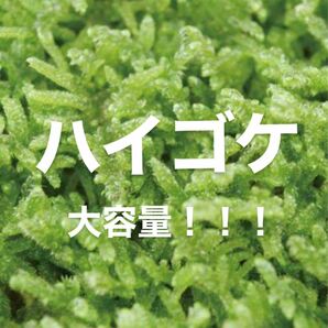 【大容量】ハイゴケ 這苔 苔 こけ コケ テラリウム コケリウム 苔庭 苔玉 苔リウム 鉢植え 盆栽
